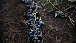관세 피해 미국 땅에 올리브 심나…스페인 농장도 현지 재배 추진