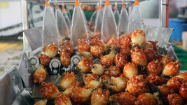 작년 고수온 폐사 여파, 씨 마른 2년산 멍게 대신 1년산 출하