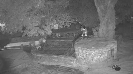 식당 개 향해 비비탄 수백발…군인이 이런 짓 견주 분노