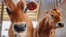 경기도 첫 저지품종 전용 목장 지정…유대보전비 지원