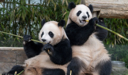 2년 새 몸무게 440배↑…두 돌 맞은 에버랜드 쌍둥이 판다