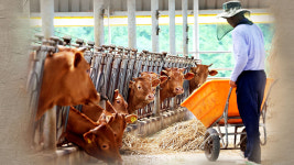 연일 폭염에 가축 13만7천 마리 폐사…전년동기비 4만5천 마리↑