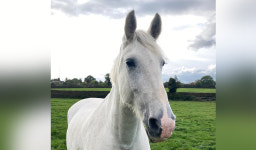 왕실에서 목장으로…엘리자베스 여왕 15년 함께한 백마 은퇴