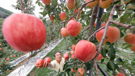 올해 사과 생산 10% 늘린다…농식품부, 안정생산 대책 추진