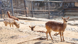 발견 시 신고 재난문자…광명 농장서 사슴 5마리 탈출