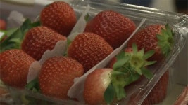 [취재후] 과일의 나라 동남아 ‘한국 딸기에 반하다’