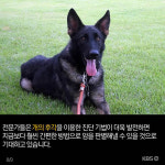 [뉴스픽] ‘개코’로 암을 진단한다고?