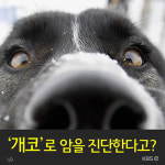 [뉴스픽] ‘개코’로 암을 진단한다고?