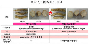 [디·퍼] 못 믿을 ‘백수오’, 32개 중 3개서만 성분 검출