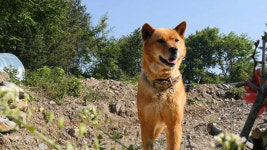 [연예] 반려동물극장 ‘단짝’ 풍류 즐기는 누렁이 ‘김길순’