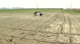 [디·퍼] 가뭄에 메르스 겹쳐 인력난…타들어 가는 농심