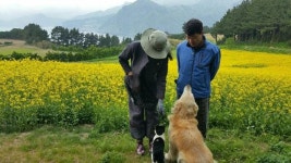 로드뷰 촬영 기사 쫓아다닌 죽도 안내견…지금은?