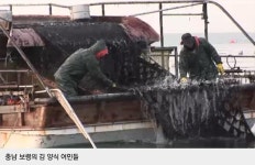 가짜 어민도 횡재하는 김양식 보상금