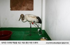전깃줄에 걸리고 독극물에 죽고…철원 두루미의 비극