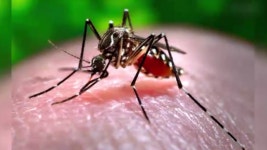 미 FDA, 지카 진단 기구 사용 승인…다음주 도입