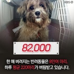 [뉴스픽] 23일, 버려진 반려동물에 허락된 시간