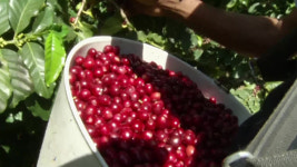 캘리포니아 주 농장일꾼, 美 최초 ‘초과수당’