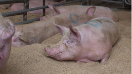 사회성 뛰어난 돼지 선별해 농장 수익 높인다