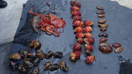 동해안서 해삼 불법포획·가공한 일당 검거