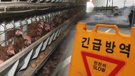 충남 아산 산란계 농장에서 AI 1차 양성 반응