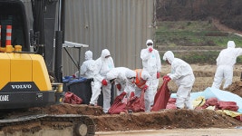 정읍 오리농장에서도 AI 양성 반응