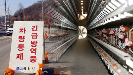 용인 백암면 양계농장 3곳서 AI 추가 의심신고