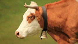 ‘워낭소리’ 반대했던 활동가 스위스 시민권 거부당해