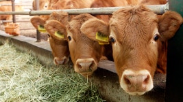 2025년까지 악취없는 축산농장 500호→1만호 확대