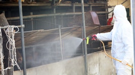 정읍 한우도 구제역 양성…보은 구제역 “새 유형”