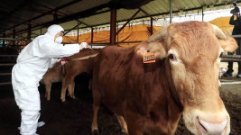 경기도 12일까지 소 42만2천마리 백신 보강접종 완료