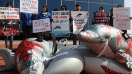 ‘고래 도시’ 울산은 ‘고래 무덤’…오명의 이유는?