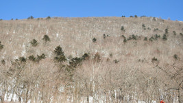 분비나무의 죽음…백두대간에 무슨 일이?