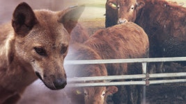 들개떼 한우농장 습격…소 1마리 죽어