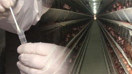 고양 토종닭 농가 AI ‘고병원성’ 확진