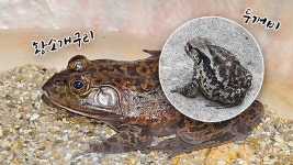 황소개구리로 착각해 두꺼비 요리해 먹은 50대 사망