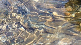 연근해 회복 위해 치어 1억5천만 마리 방류