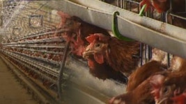 산란계 마릿수 12년 만에 최저…계란값 상승 장기화 우려