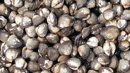 경기도 서해안 갯벌에서도 내년부터 ‘새꼬막’ 키운다