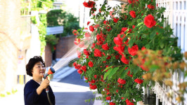 “일 년에 한 번 대문이 열린다?!”…‘정릉 교수 마을’