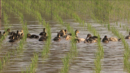 ‘오리농법’ 최초 도입…이 마을이 사는 법