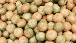 ‘초미니 감귤’ 제주 이외 지역서도 유통…공정위, 경쟁제한 규제 개선