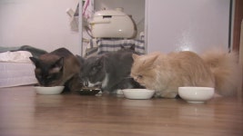 [취재후] 고양이를 처음 만져본 기자의 ‘힐링취재’