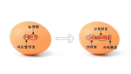 다음달부터 달걀 껍데기에 산란일자·사육환경 표시