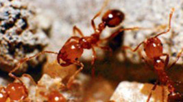 ‘살인 개미’ 외래 붉은불개미로 명칭 통일…긴급 차관회의