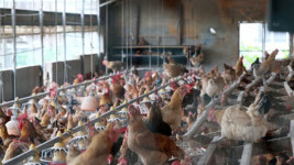 인제 알낳는 닭에서 살충제 초과 검출…출하 금지