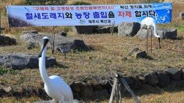 제주 AI도 ‘고병원성’ 확인…고창·순천 이어 3번째