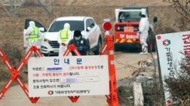 전남 강진 씨오리 농장에서 AI 검출