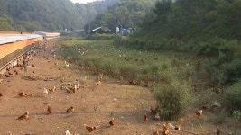 경기도, 올해부터 ‘가축행복농장’ 지정