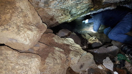 ‘제주 숨골’ 곶자왈에 분뇨 불법 배출…양돈농가 무더기 적발