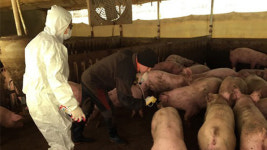 김포 구제역 일주일째 ‘잠잠’…농장 이동제한 9일까지 연장